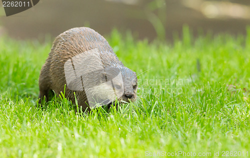 Image of Wet otter is standing in the green grass