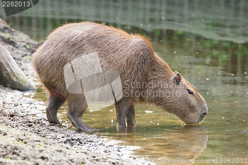 Image of Capybara drinking at a pond