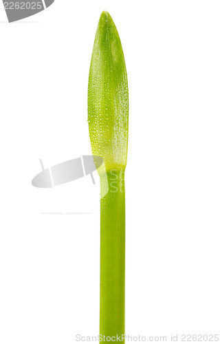 Image of green stem unopened flower