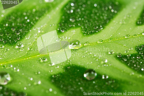 Image of Green leaf with water drops