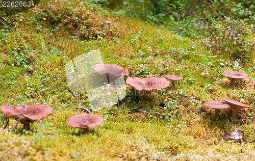 Image of group of magic mushrooms on moss in scenic forest background