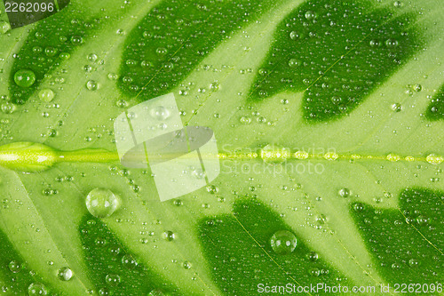 Image of green leaf and water drop
