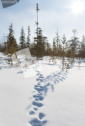 Image of Footprints in the snow in winter forest