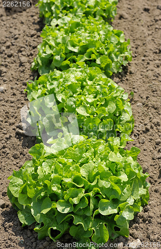 Image of Lettuce