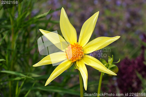 Image of Dahlia, variety Honka