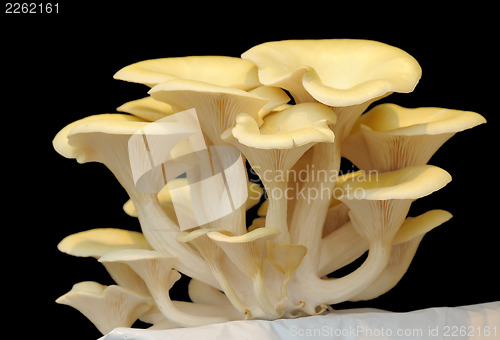 Image of Pleurotus cornucopiae