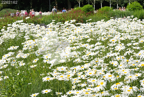 Image of White daisy flowers on the meadow.