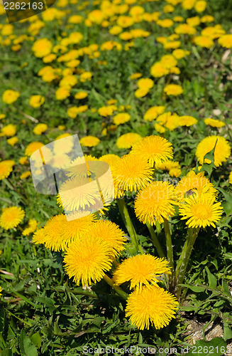 Image of flowering dandelions