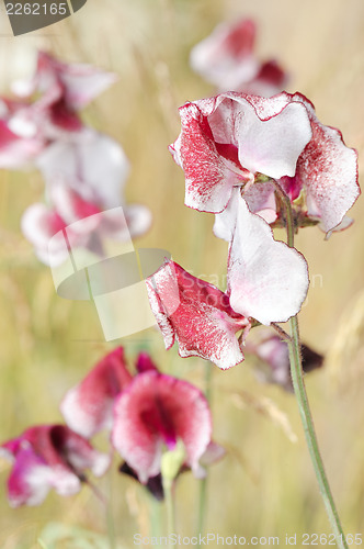 Image of Sweet Peas