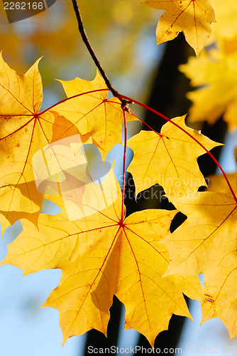Image of Bright autumn leaves