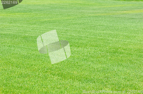 Image of Lawn