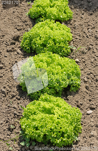 Image of Lettuce