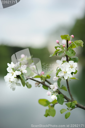 Image of Branch of blossoming apple above the lake