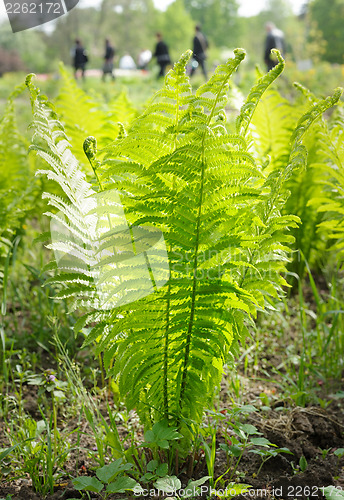 Image of young ostrich fern