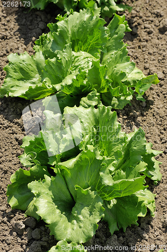 Image of Lettuce