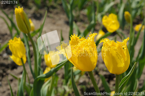 Image of Flowering tulips