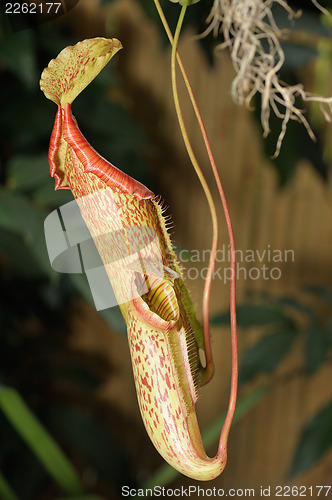 Image of Nepenthes.