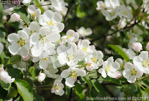 Image of Branch of blossoming apple