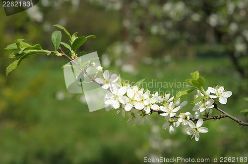 Image of Branch of blossoming cherry