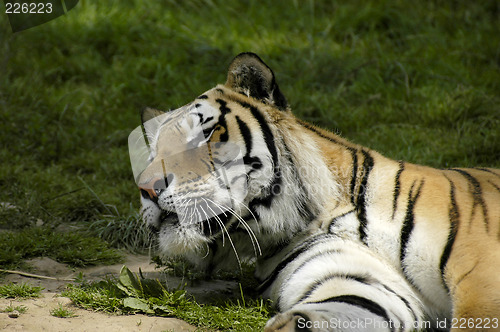 Image of Tiger Looking