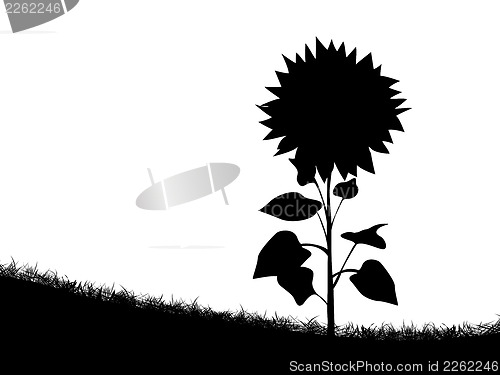 Image of Sunflower silhouette