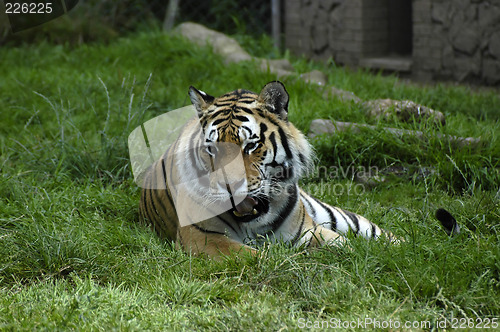 Image of Yawning tiger