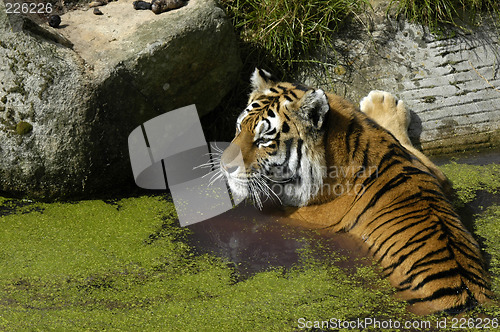 Image of Tiger in the water