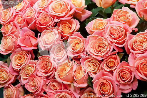 Image of roses background