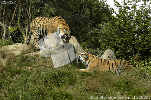 Image of Two Tigers