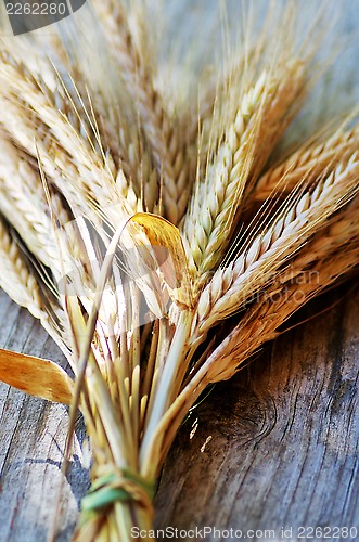 Image of Spikes of Wheat on the Wood Background