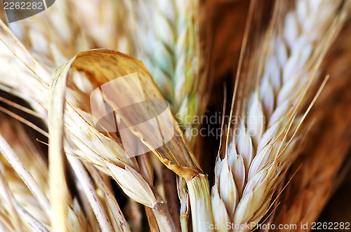 Image of Closeup of wheat spikes background