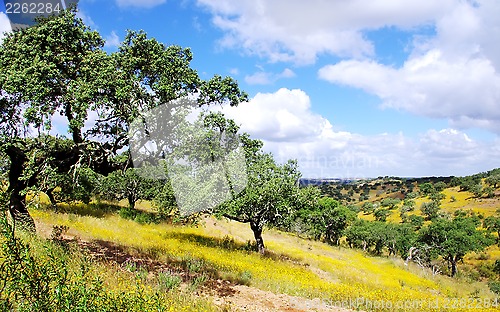 Image of Forest of oak cork at south of Portugal