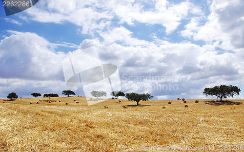 Image of Landscape of straw field at Portugal