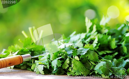 Image of  Cilantro herbs and knife.