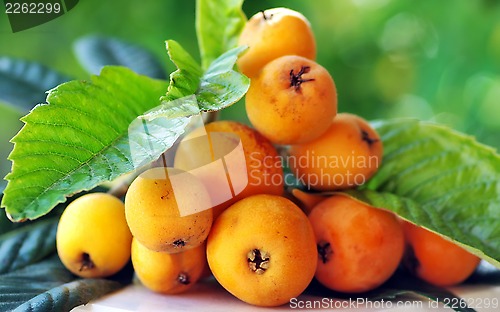 Image of Ripe loquats on branch