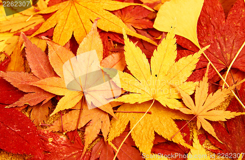 Image of Autumn maple leaves background