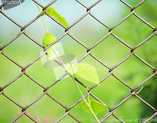 Image of Chain link fence with fresh plant