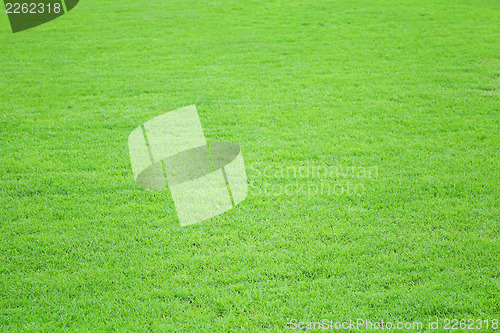 Image of Grass field meadow background