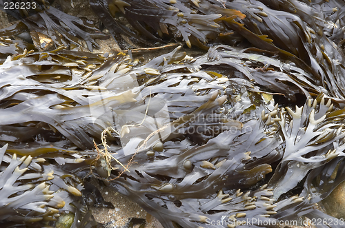 Image of Seaweed