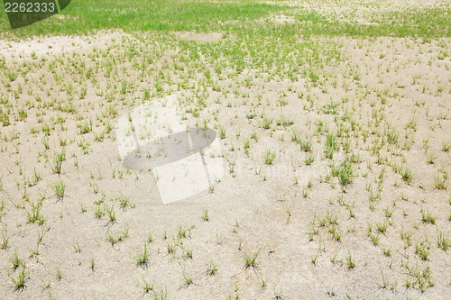 Image of Dried lawn 