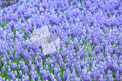 Image of Purple muscari botryoides field 