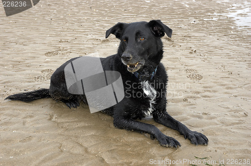 Image of Beach Dog