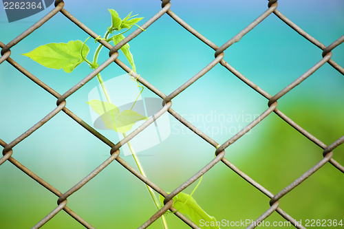 Image of Chain link fence with fresh plant 
