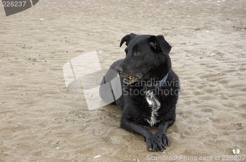 Image of Beach Dog