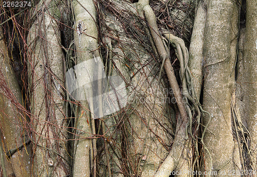 Image of Tree root