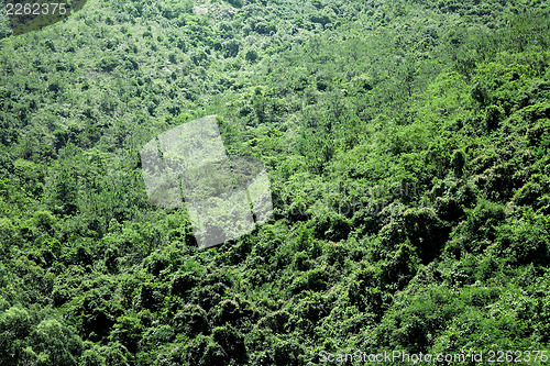 Image of Green plant on Mountain 