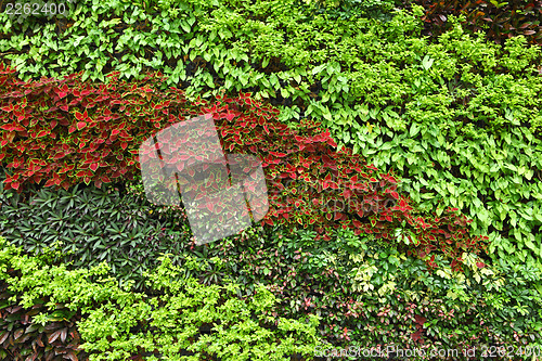 Image of Green plant on wall