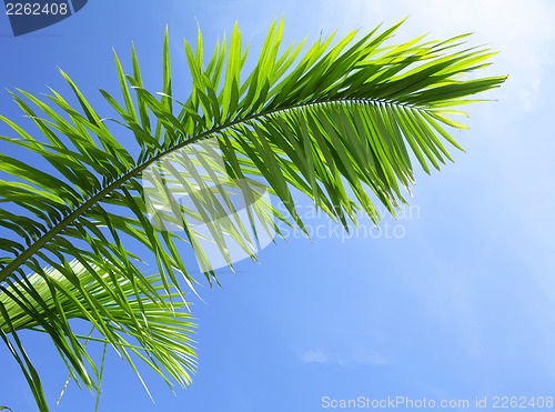Image of Green leaf of coniferous tree under blue sky