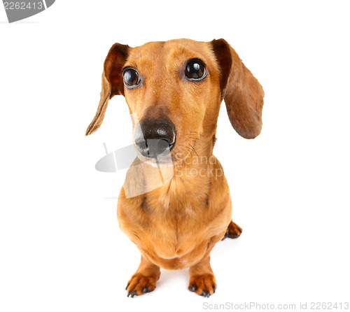 Image of Dachshund dog portrait