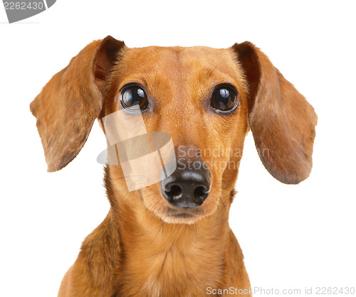 Image of Dachshund dog portrait